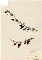 藏品(臺灣茶藨子)的圖片